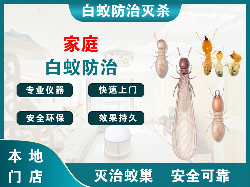 南浔家庭白蚁防治